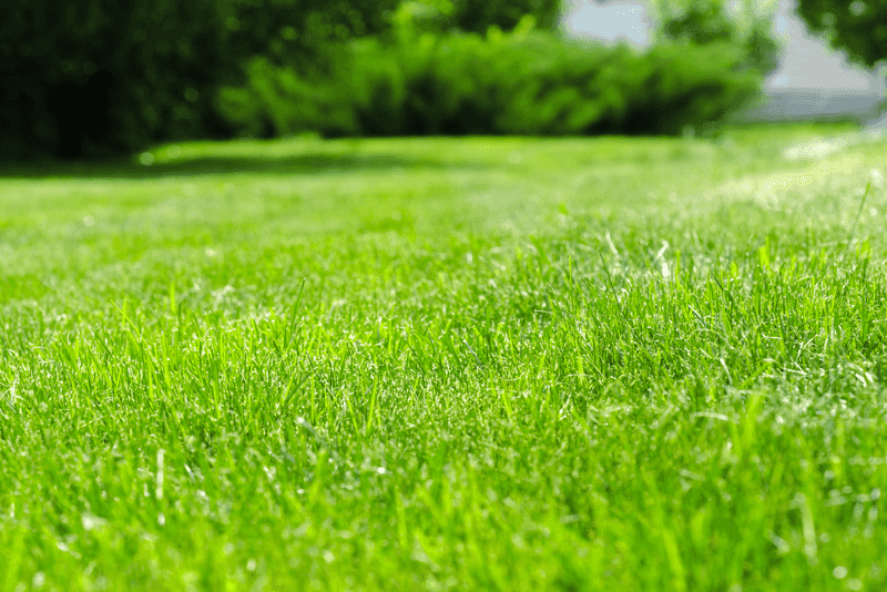 Deep Less Frequent Watering Helps Reduce Disease Pressure