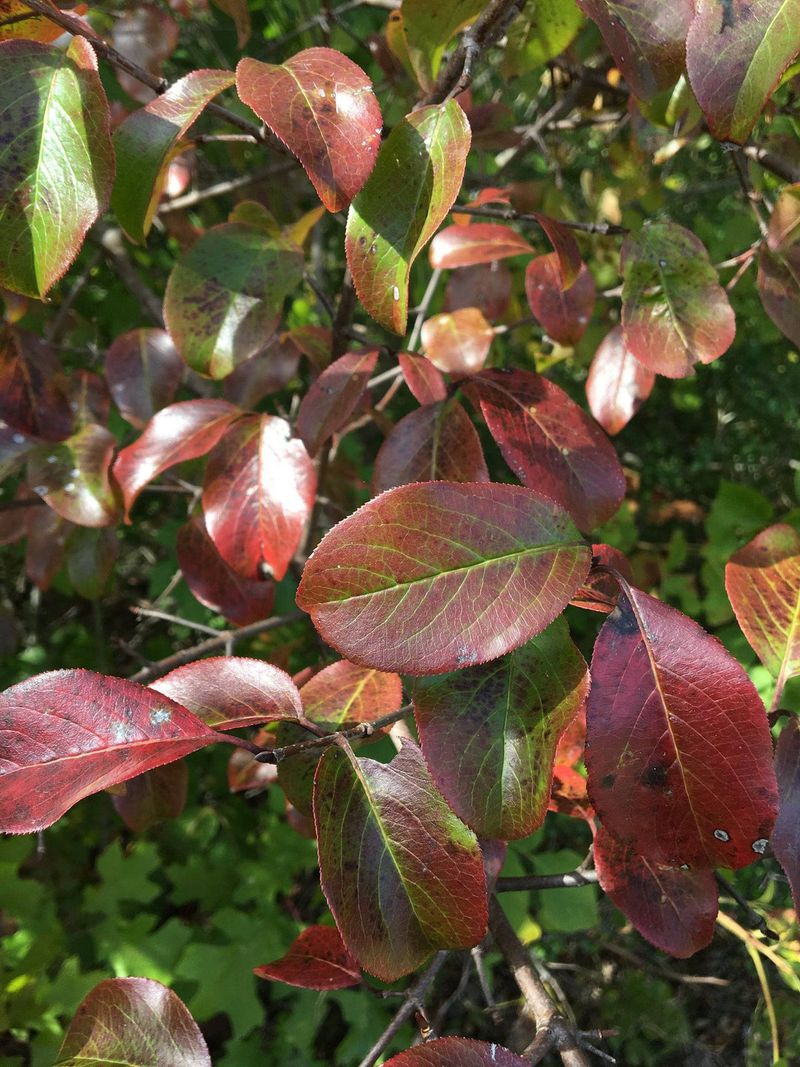 Deep Maroon Shades Arrive On Rusty Blackhaw Viburnum Each October