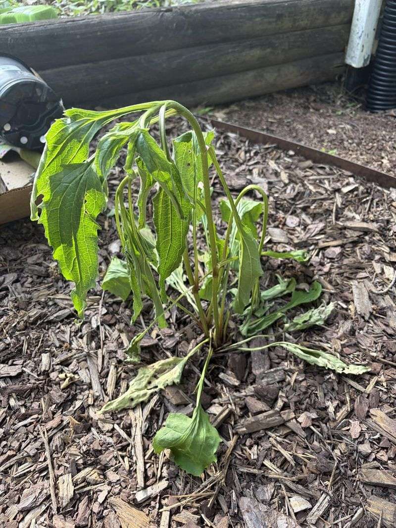 Deep Mulch Smothers The Crowns