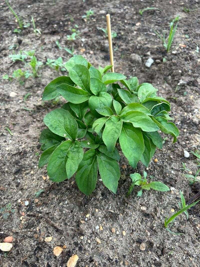 Deep Planting Is One Reason Peonies May Not Bloom