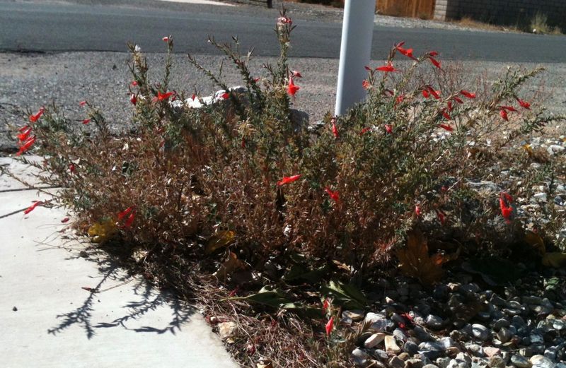 Deep Roots Make It Tough During Summers