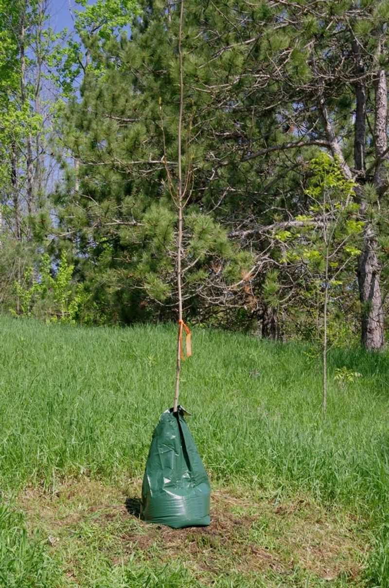 Deep Watering Before The Ground Freezes