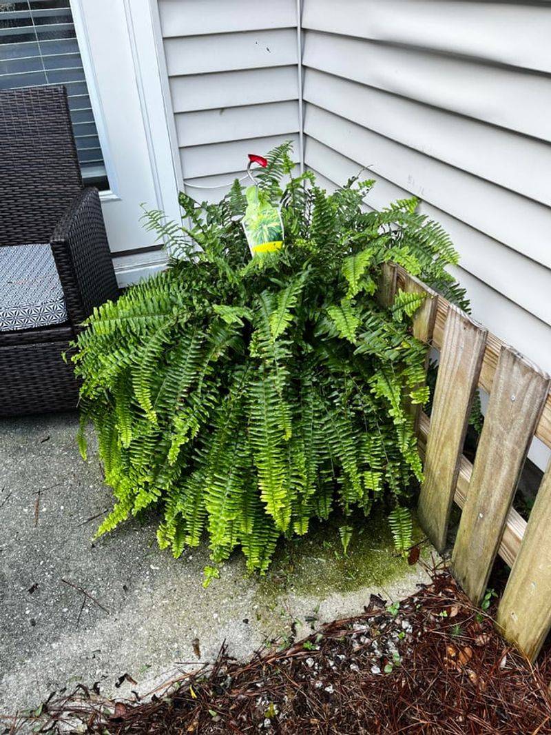 Deep Watering Helps After Summer Stress Deep Watering Helps After Summer Stress