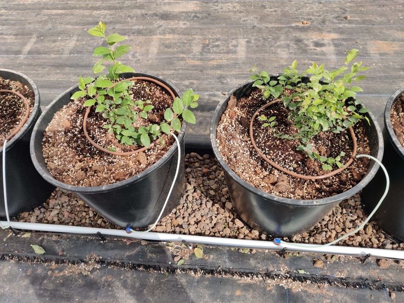 Deep Watering Helps Bushes Through Dry September Weather Deep Watering Helps Bushes Through Dry September Weather