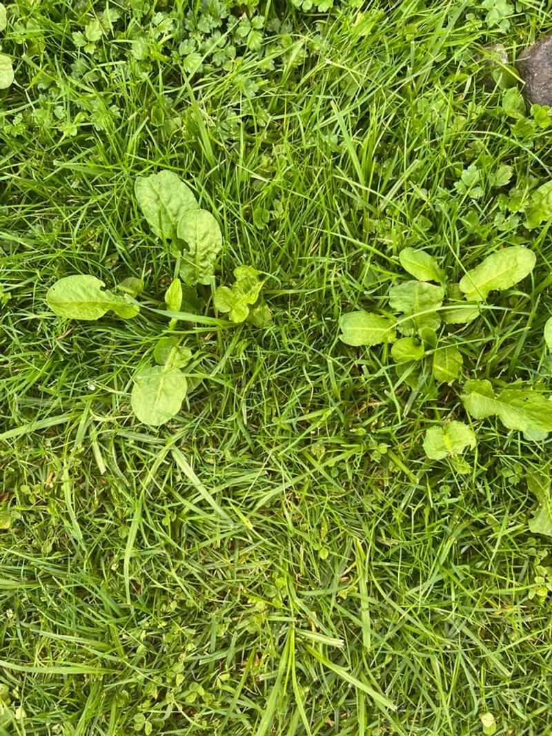 Deeper Roots Give Weeds The Water Advantage