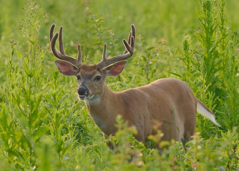Deer And Most Pests Leave It Alone Deer And Most Pests Leave It Alone