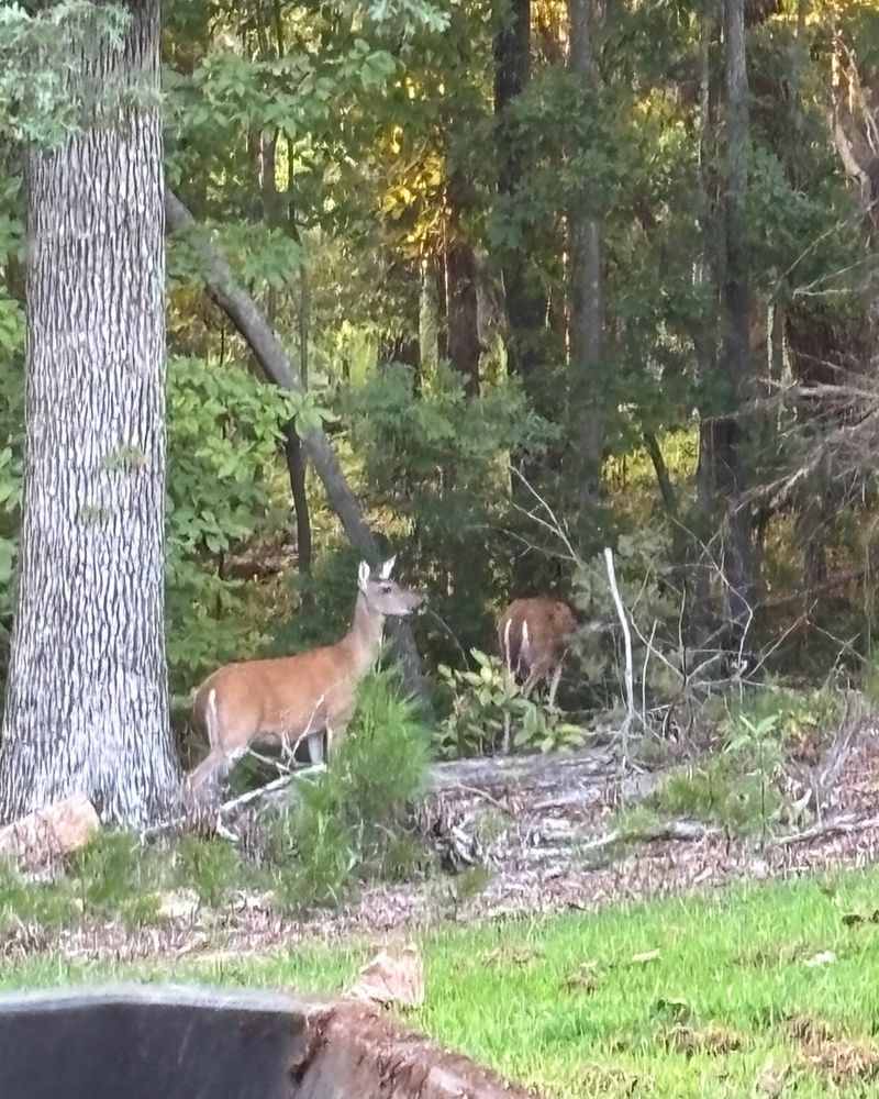 Deer Browse A Wide Range Of Plants