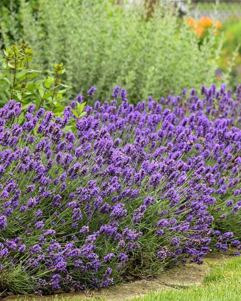 Deer Do Not Avoid Every Deer-Resistant Plant Deer Do Not Avoid Every Deer-Resistant Plant