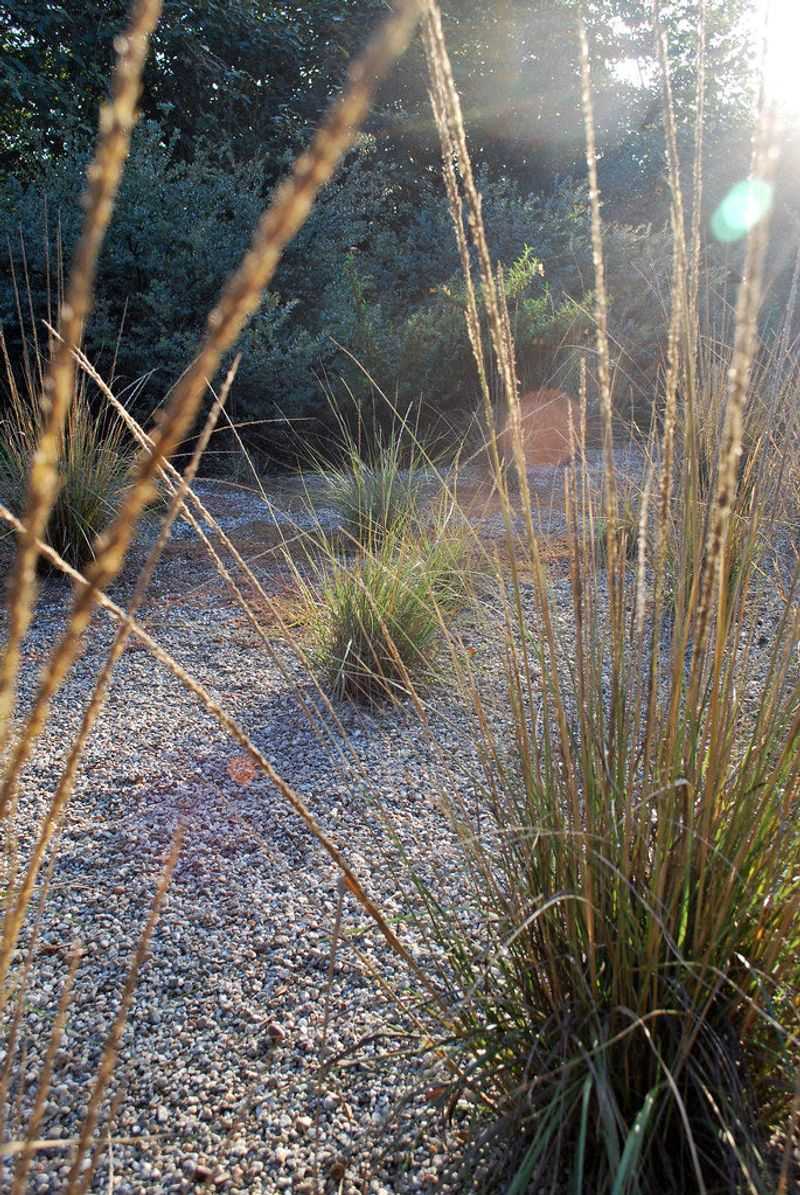 Deer Grass (Muhlenbergia rigens) Deer Grass (Muhlenbergia rigens)