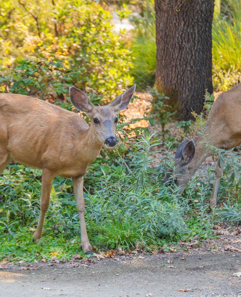 Deer Learn Which Yards Feel Safe Deer Learn Which Yards Feel Safe