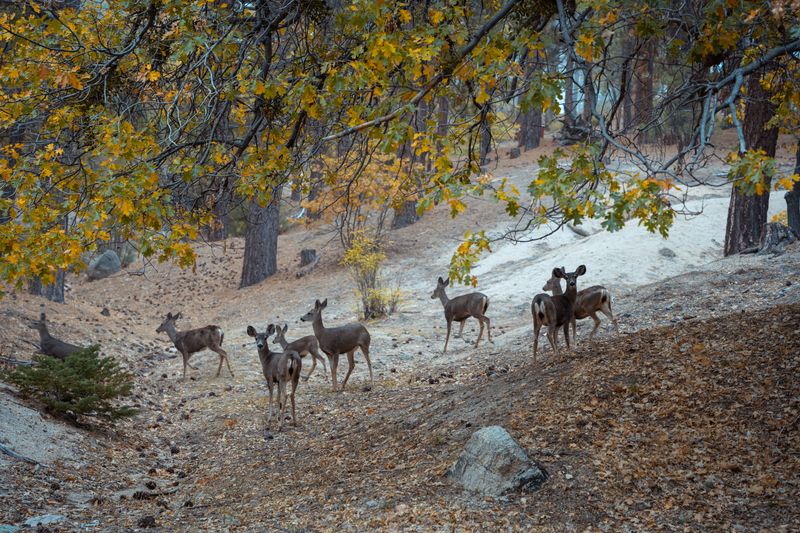 Deer Movement Peaks Right Alongside Them Deer Movement Peaks Right Alongside Them