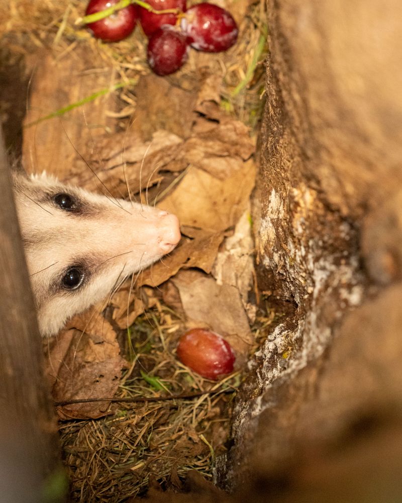 Deer, Raccoons And Opossums Treat Your Yard As A Feeding Ground