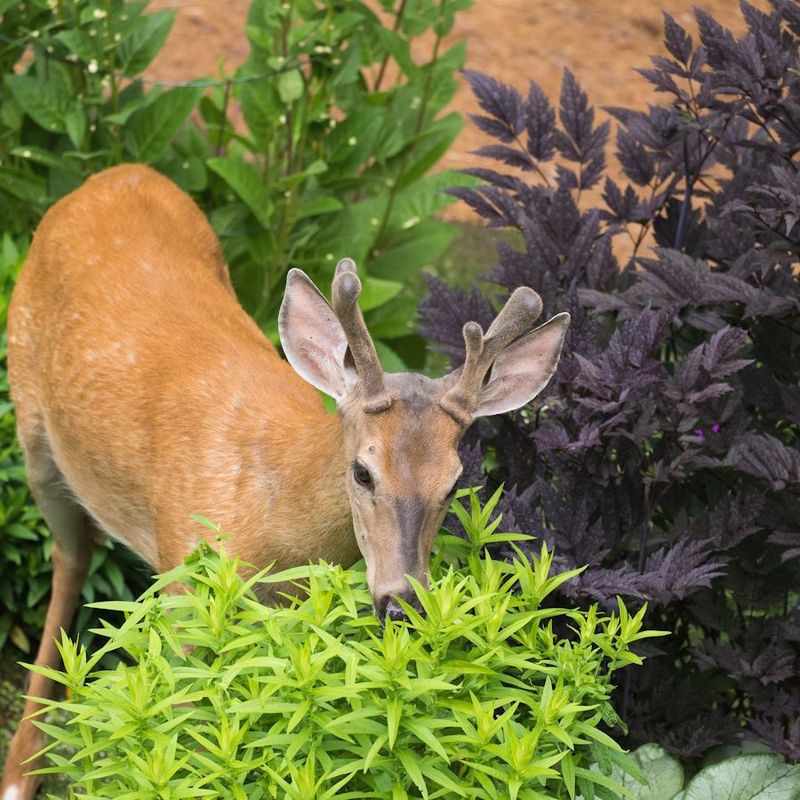 Deer-Resistant Does Not Mean Deer-Proof