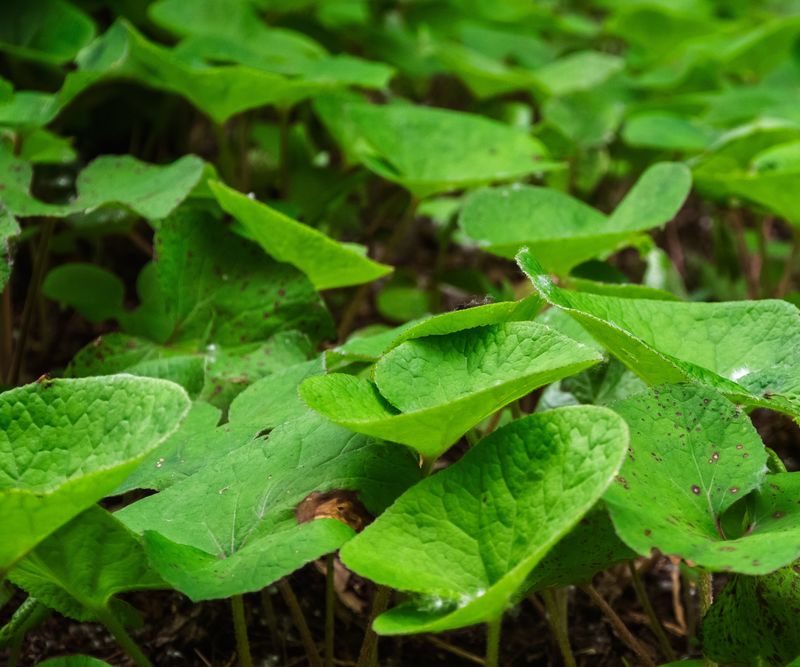 Deer-Resistant Greenery That Beats The Weeds Deer-Resistant Greenery That Beats The Weeds