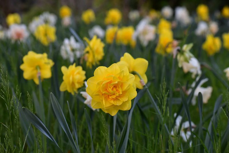 Deer Usually Avoid Daffodil Bulbs Deer Usually Avoid Daffodil Bulbs