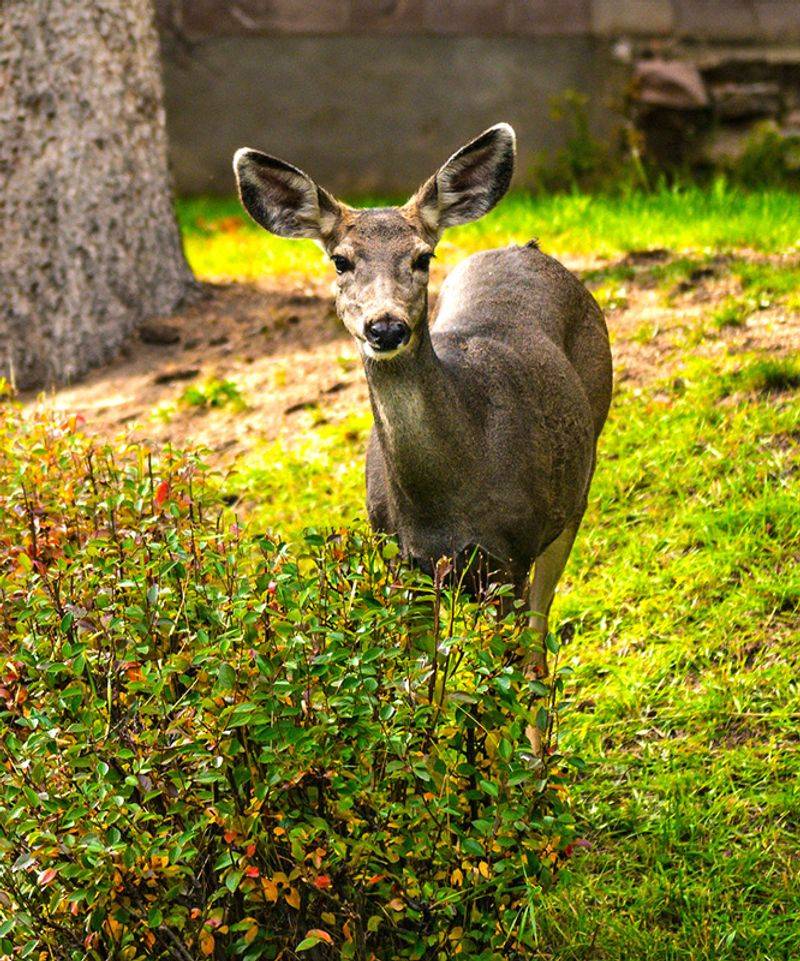 Deer Usually Skip Right Past It Deer Usually Skip Right Past It