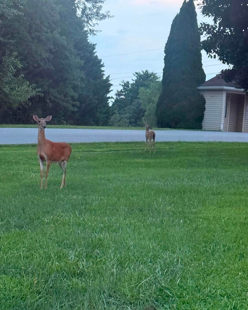 Deer Wandering Through At Night