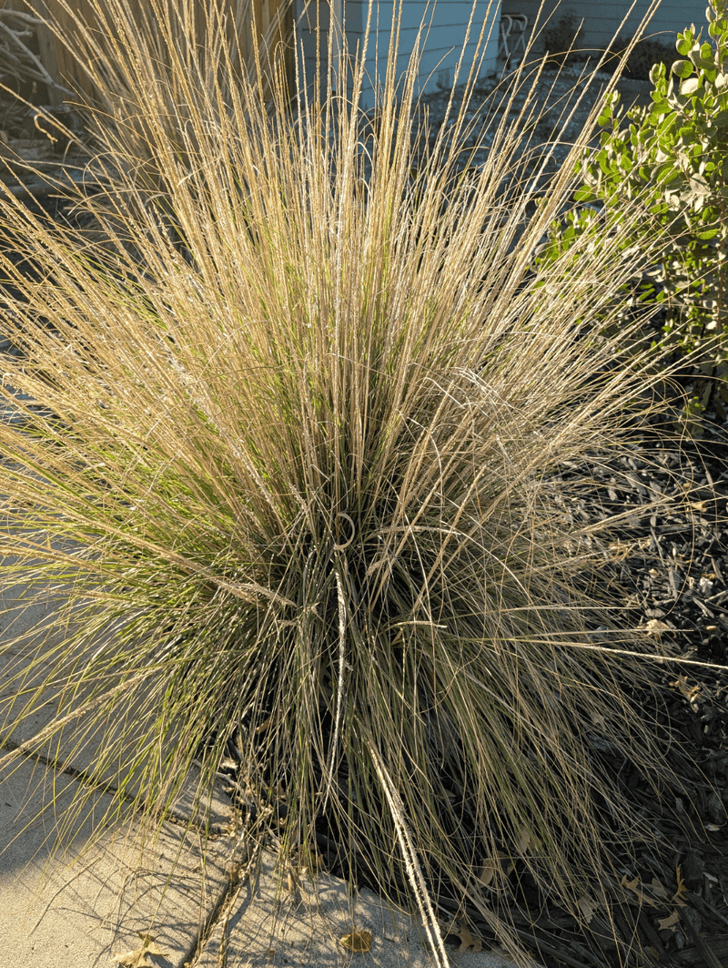 Deergrass For Texture And Erosion Control