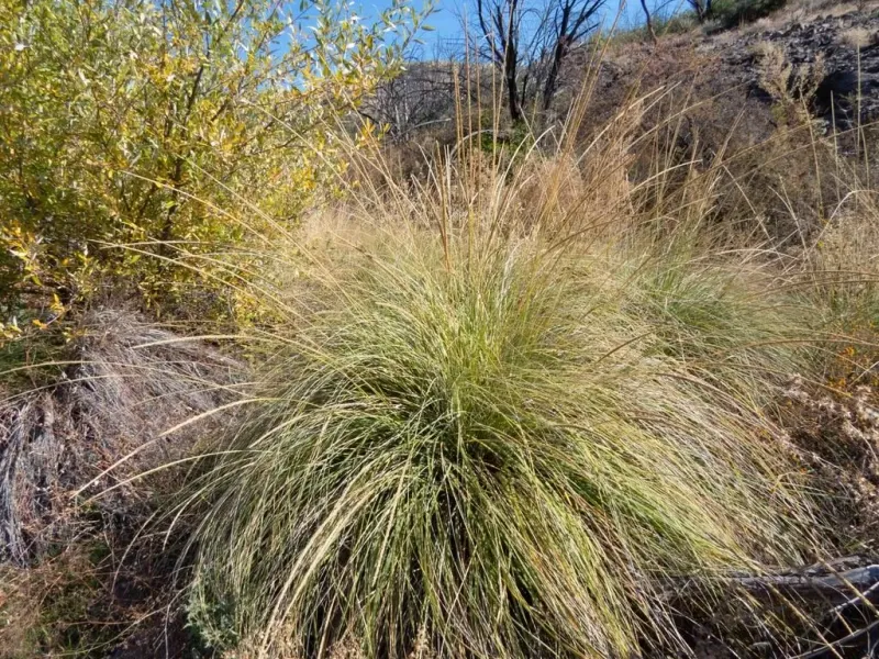 Deergrass Forms Dense Arizona Firefly Shelter