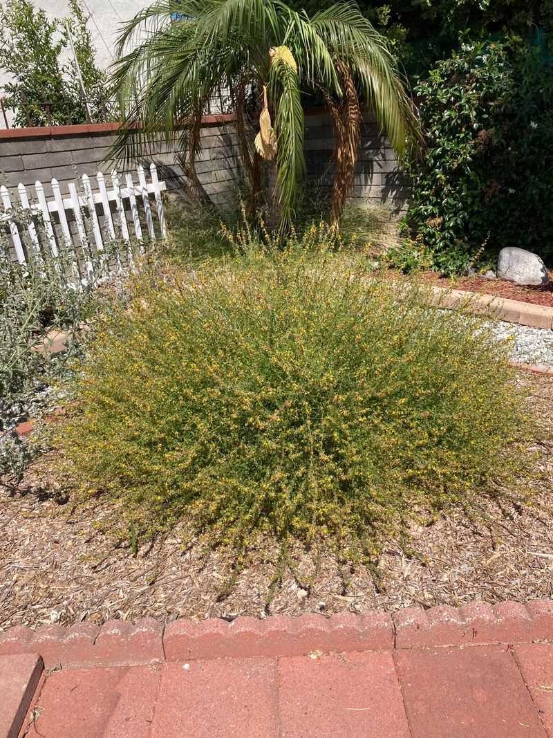 Deerweed Fills Gaps With Fast, Cheerful Color Deerweed Fills Gaps With Fast, Cheerful Color