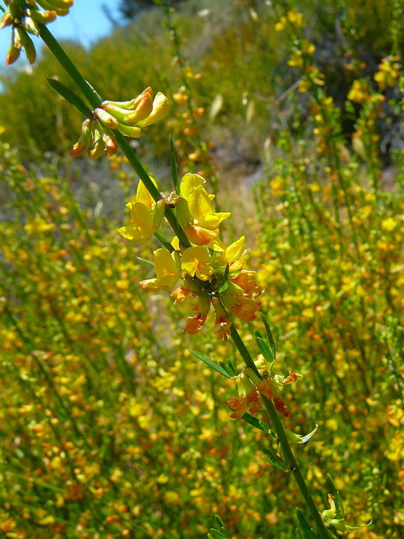 Deerweed Keeps Producing Through Late Summer Deerweed Keeps Producing Through Late Summer