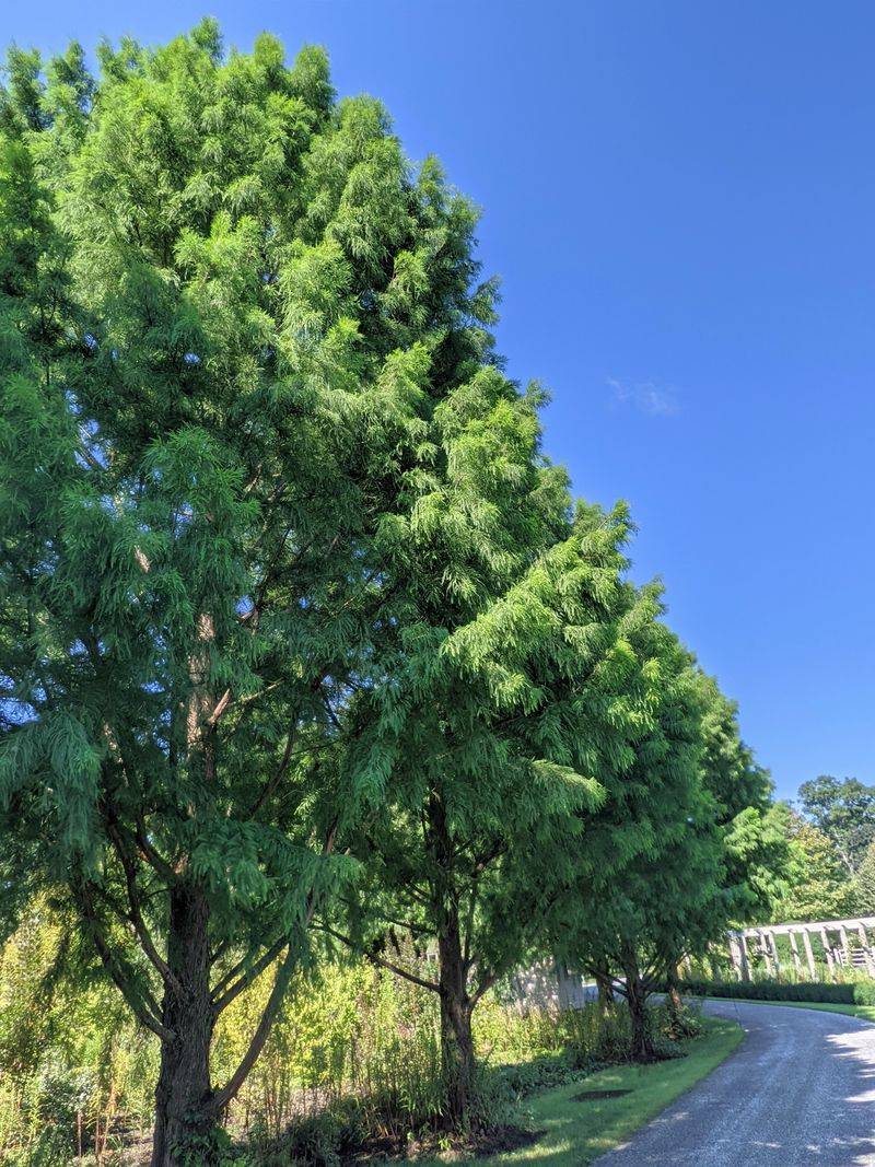 Delay Bald Cypress Pruning Until Dormancy Arrives