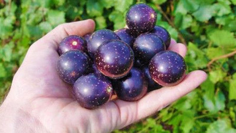 Delicious Offers Dark, Medium-Sized Fruit For Early-Season Picking Delicious Offers Dark, Medium-Sized Fruit For Early-Season Picking