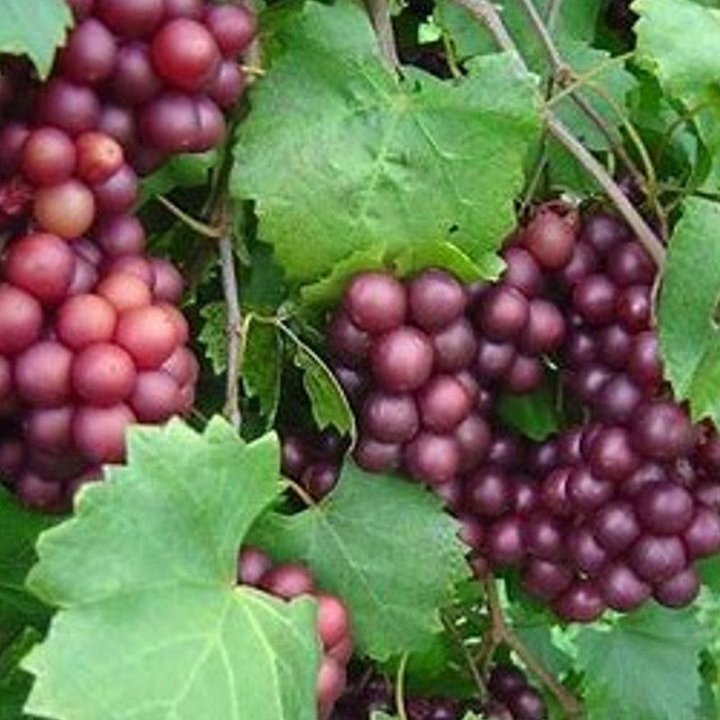 Delicious Produces Sweet Fruit For Fresh Eating Delicious Produces Sweet Fruit For Fresh Eating