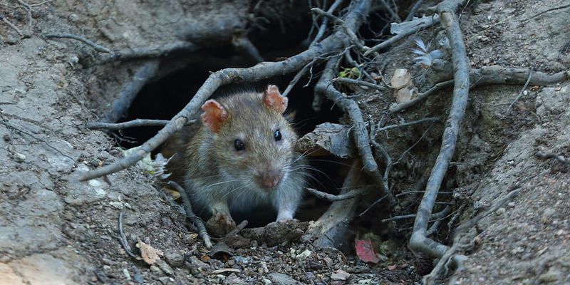 Dense Brush Piles Turn Into Rodent Hideouts Dense Brush Piles Turn Into Rodent Hideouts