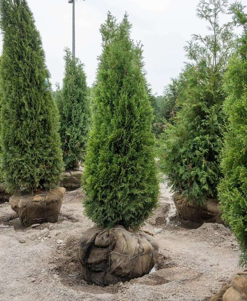 Dense Evergreen Foliage Blocks Wind All Year Dense Evergreen Foliage Blocks Wind All Year