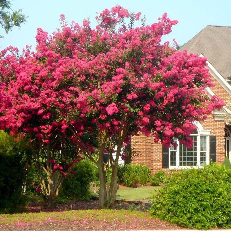 Dense Foliage Can Slow Drying After Rain