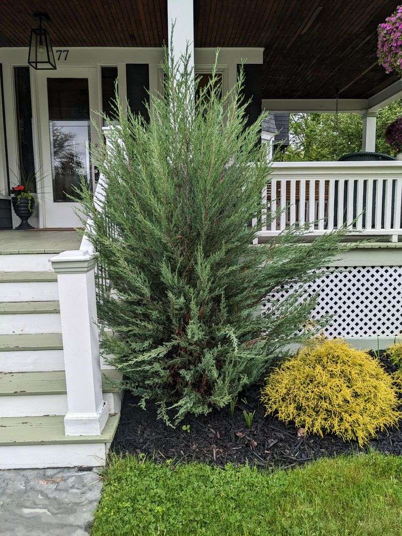 Dense Foliage Can Trap Windblown Embers