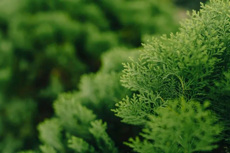 Dense Foliage Gives Embers Places To Collect
