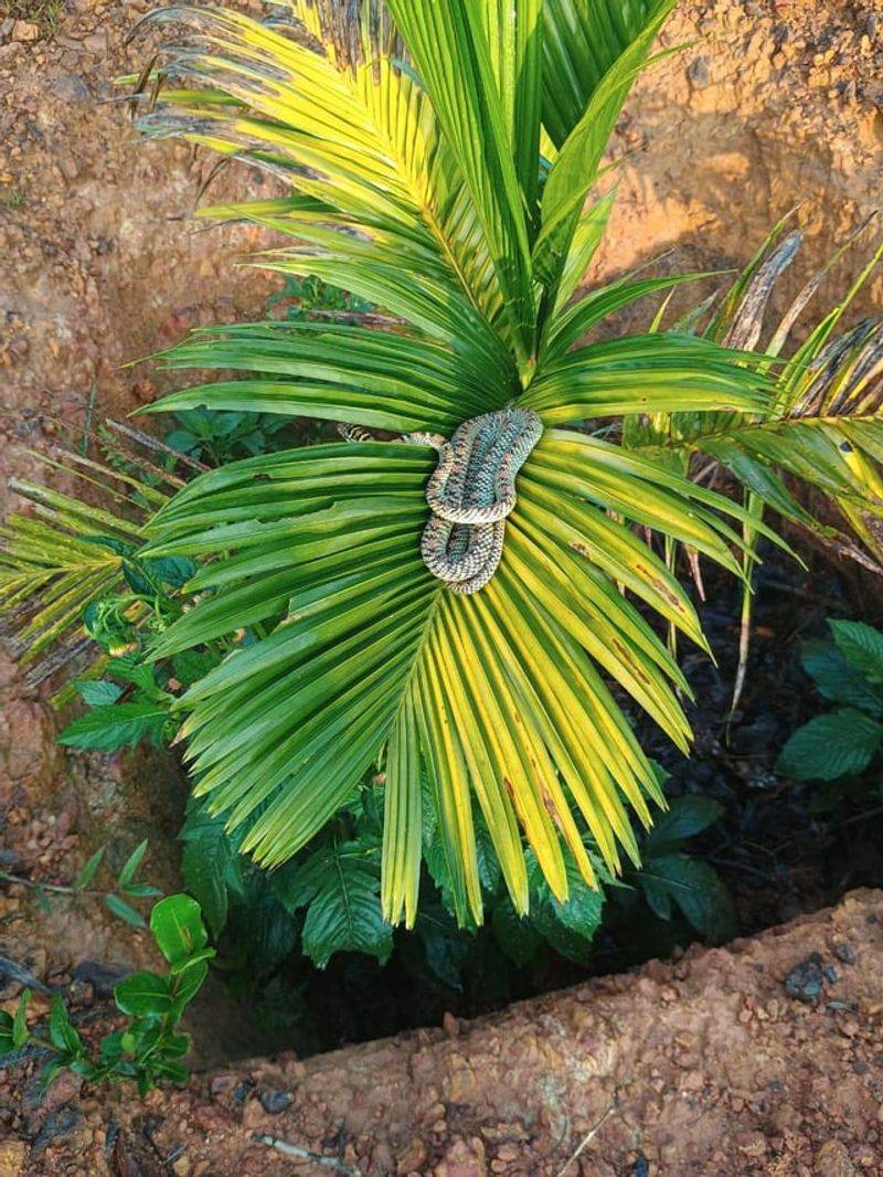 Dense Ground Cover And Untrimmed Palm Skirts Dense Ground Cover And Untrimmed Palm Skirts