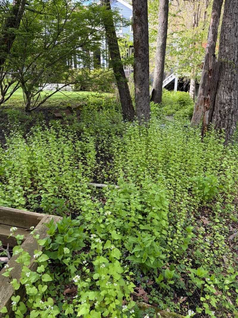 Dense Groundcovers Create Safe Travel Routes Dense Groundcovers Create Safe Travel Routes