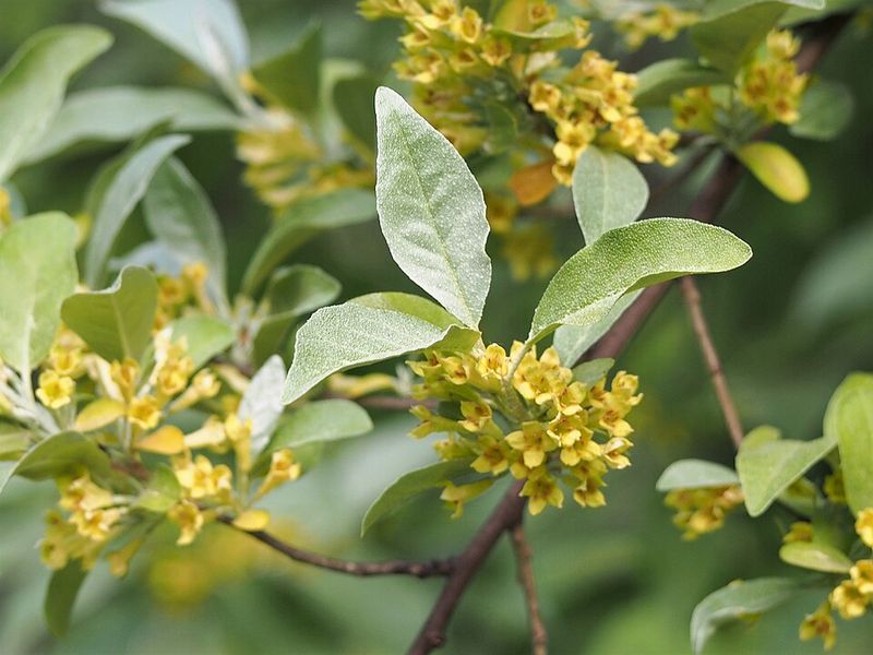 Dense Growth Can Leave Native Plants With Less Room