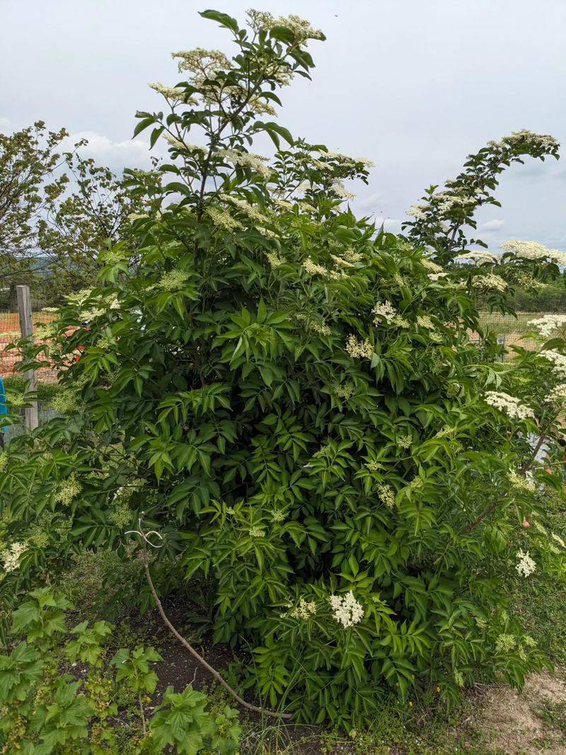 Dense Growth Creates Useful Wildlife Cover Dense Growth Creates Useful Wildlife Cover