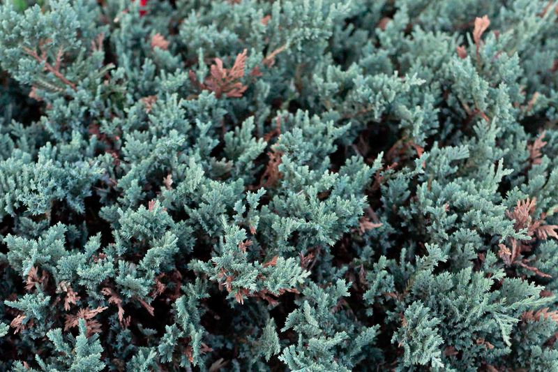 Dense Growth Makes Problems Harder To Spot Dense Growth Makes Problems Harder To Spot