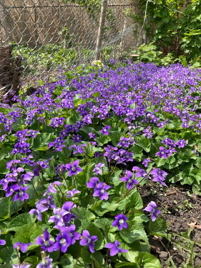 Dense Leaves Can Compete With Thinner Turf