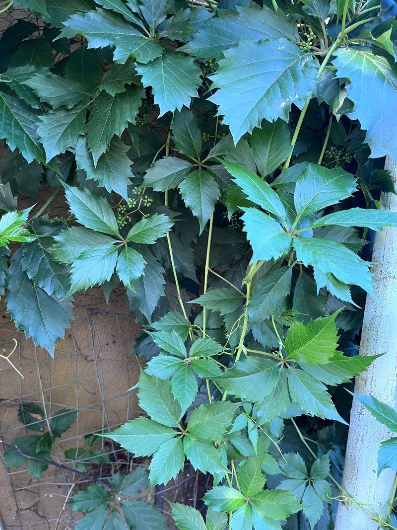 Dense Leaves Hide Nests And Roosts Dense Leaves Hide Nests And Roosts