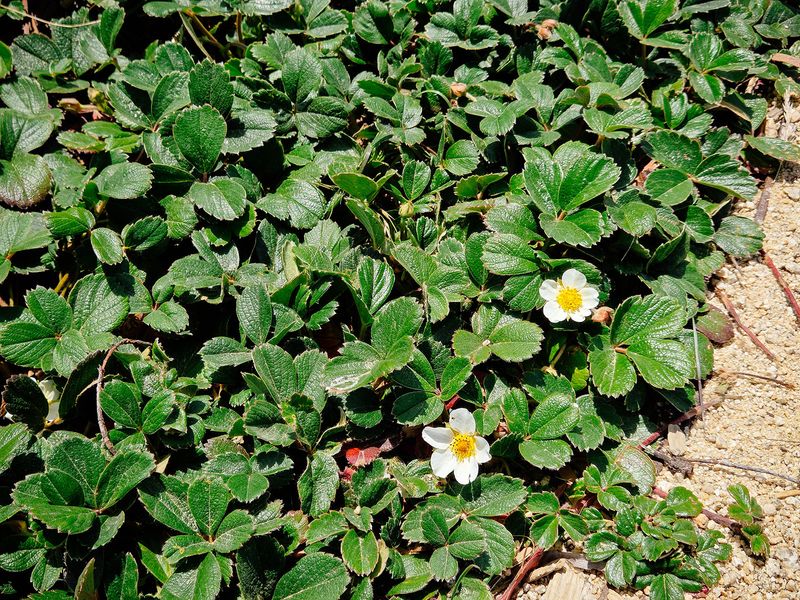 Dense Mats Crowd Out Competing Weeds Dense Mats Crowd Out Competing Weeds