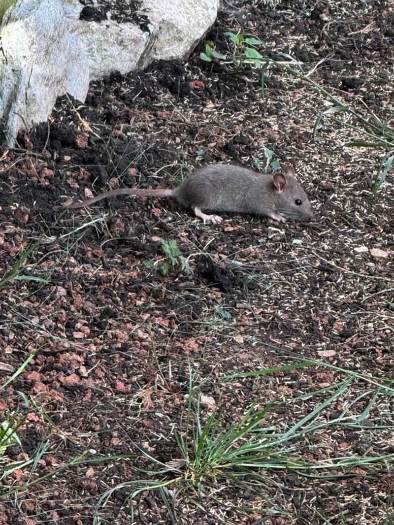 Dense Mulch Layers Give Rodents More Shelter