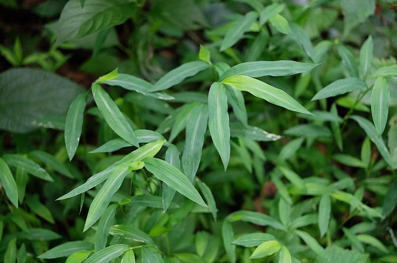 Dense Patches Leave Native Plants With Less Growing Space