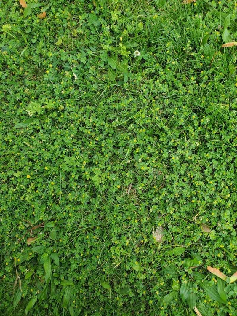 Dense Planting Beats Mulch Alone
