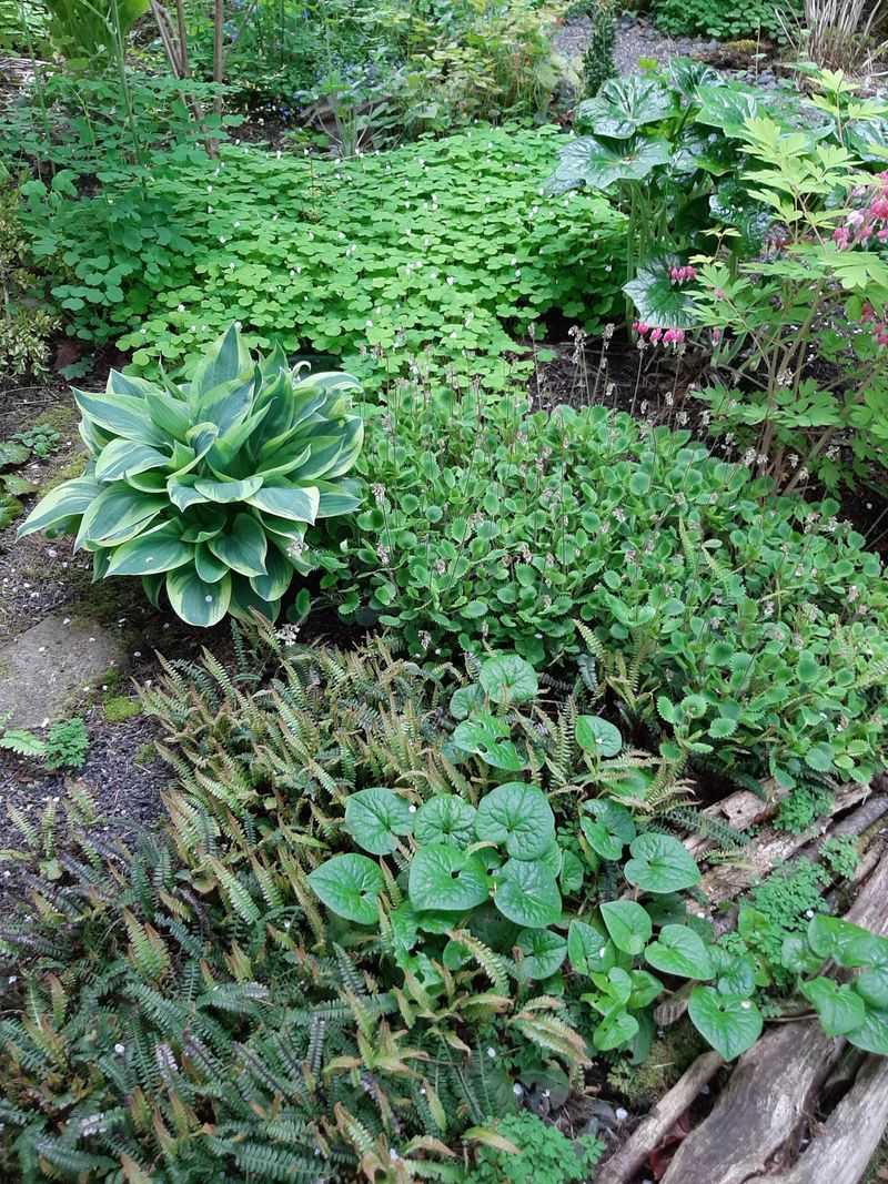 Dense Planting Can Become Its Own Weed Barrier