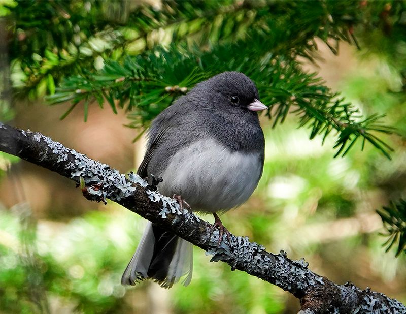 Dense Shrubs Give Juncos Valuable Cover Dense Shrubs Give Juncos Valuable Cover