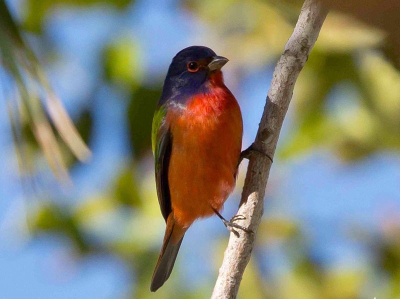 Dense Shrubs Give These Colorful Birds The Cover They Prefer