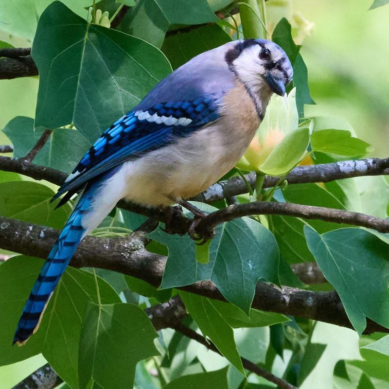 Dense Shrubs Offer Cover From Predators And Bad Weather