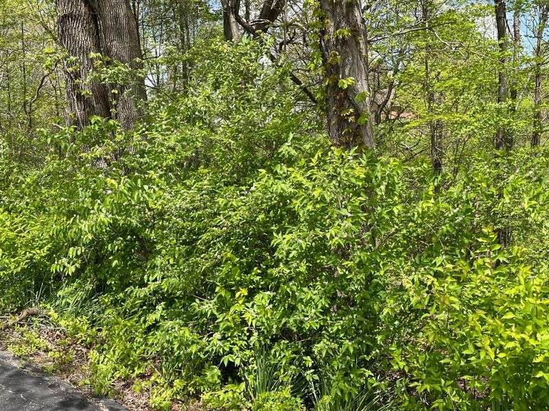 Dense Thickets Crowd Out Native Plants