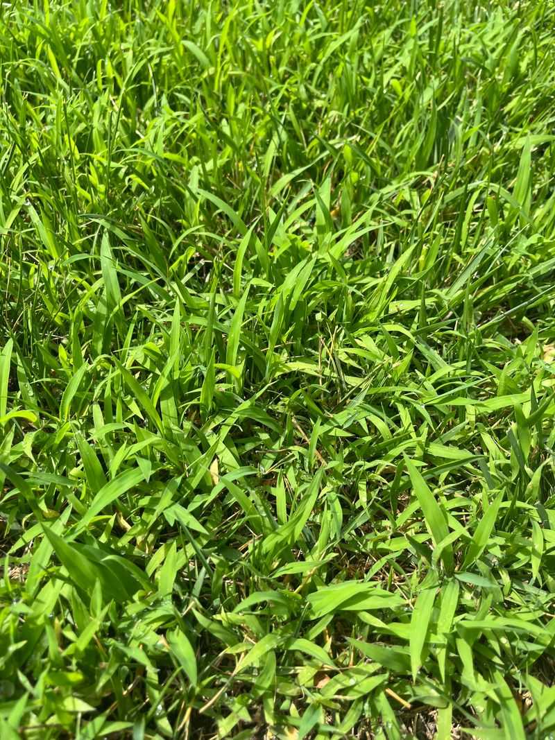 Dense Turf As A Living Weed Barrier Dense Turf As A Living Weed Barrier